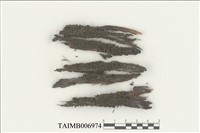 藏品(赤苔屬)的圖片